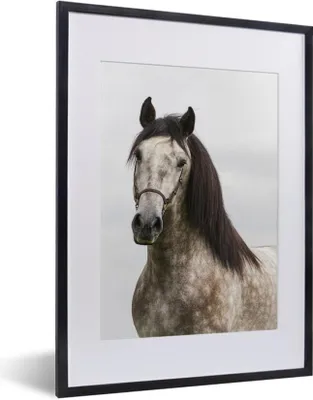 Produktbild von MuchoWow® MuchoWow® Gerahmtes Poster Pferd - Andalusier - Halfter - Grau 30x40 cm - Poster mit zchwarzem Bilderrahmen - Wandposter Schlafzimmer