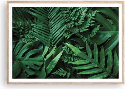Produktbild von Gerahmtes Poster - Rahmen in heller Eiche - Exotisch Blätter Monstera - 100x70 cm - Wand Bild - Wanddeko - Wandbilder - Kunstposter - Wandposter - Bilderrahmen - Bilder - Kunstdruck - P2NAA100x70-4746