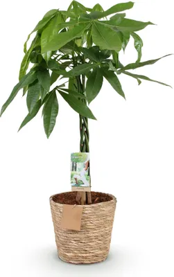 Image de Pachira Aquatica avec tronc tressé – 80-90 cm – 21 cm – Panier inclus – Arbre à argent facile d'entretien – Plante verte purificatrice d'air
