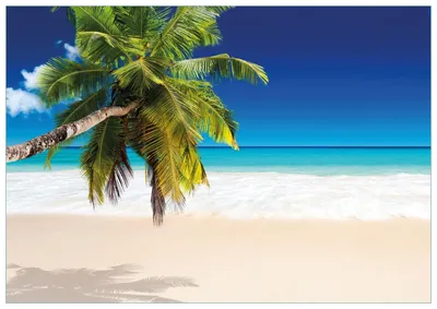 Produktbild von Wallario Premium Glasbild, freischwebende Optik, kräftige Farben, Größe 100 x 70 cm Motiv Südseestrand in der Karibik mit Palme