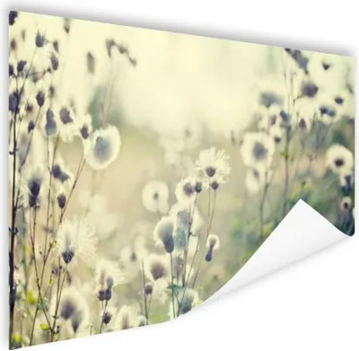Produktbild von MuchoWow® Poster Blumen - Feld - Weiß 180x120 cm - Fotoplakat
