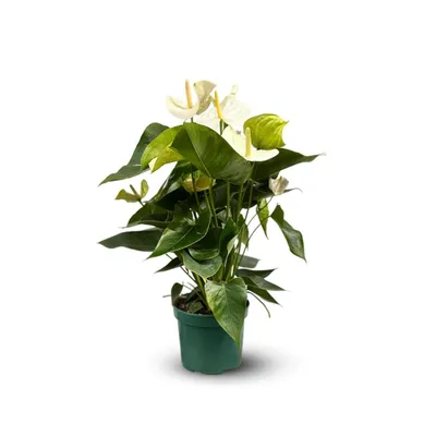 Image de Anthurium blanc - plante d'intérieur - ↕ 60-70 cm - ⌀ 17 cm - plante fleurie