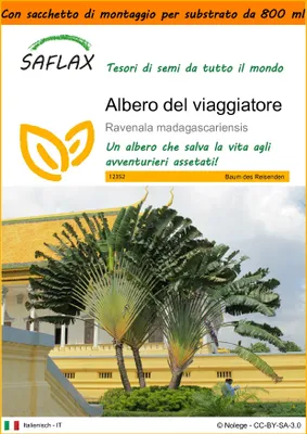 Immagine prodotto di SAFLAX Garden in the bag - Albero del viaggiatore - 8 semi - Ravenala