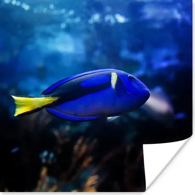 Produktbild von MuchoWow® Poster Blauer Fisch im Aquarium 100x100 cm - Babyzimmer