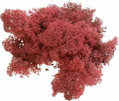 Produktbild von Deko-Moos Rot Bordeaux Islandmoos Rentiermoos Finnlandmoos Basteln Dekorieren 400g