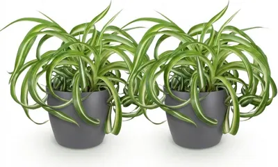 Obrázek produktu pro Chlorophytum comosum Bonnie - kudrnatá liliovka - sada 2 pokojových rostlin v