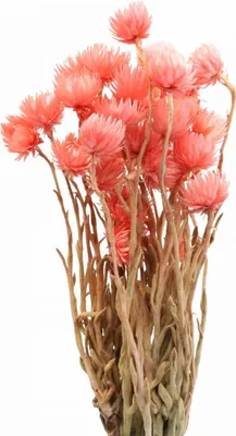 Produktbild von Trockenblumen Capblumen Lachs Strohblumen Deko 42cm