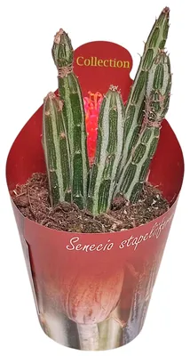 Produktbild von Senecio stapeliformis – Sukkulente „Zuckerhütchen“ – Rarität – 6,5 cm Topf – 15 cm hoch