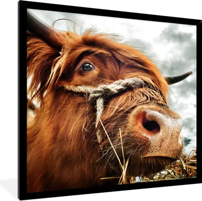 Produktbild von MuchoWow® Gerahmtes Poster Schottischer Highlander - Kopf der Kühe 40x40 cm - Poster mit Schwarzem Bilderrahmen Wandposter Rahmen Foto Bilder - Mit Rahmen - Wanddekoration Schlafzimmer