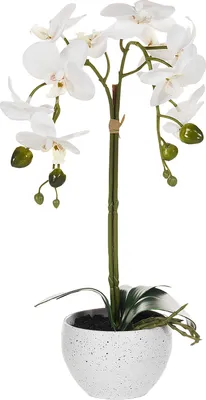 Obrázek produktu pro BELIANI Umělá rostlina v květináči orchidej bílá a zelená syntetický materiál 42 cm dekorace doplňky interiér