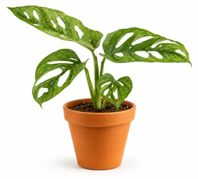 Produktbild von Gardner's Monstera adansonii, Durchmesser 12 cm