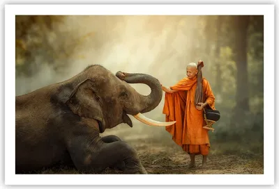 Produktbild von Poster - Poster ohne Rahmen - Elefant Mönch Stoßzahn - 91,5x61 cm - Wand Bild - Wanddeko - Wandbilder - Kunstposter - Wandposter - Bilder - Kunstdruck - Wanddekoration - Wandbild - P2XAA91x61-3484