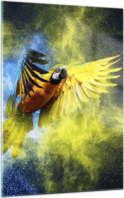 Produktbild von Bilder auf glas - Einteilig - Papagei Vogel Feder - 50x70cm - Glasbilder - Wandbilder - Bilder - zum Aufhängen bereit - Wanddekoration aus Glas - Glas Bilder - Wandbild auf Glas - GPA50x70-3666