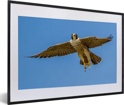 Produktbild von MuchoWow® MuchoWow® Gerahmtes Poster Wanderfalke - Himmel - Raubvogel 60x40 cm - Poster mit zchwarzem Bilderrahmen - Schlafzimmer - Plakat in Rahmen - Drucken