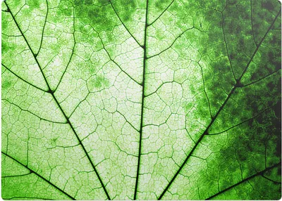 Produktbild von Blatt - Aderstruktur – Bodenschutzmatte – Stuhlunterlage 140x100 cm – Rutschfest – Hartbodenmatte