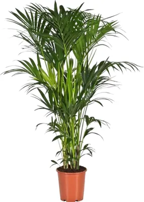 Obrázek produktu pro Trendyplants - Kentia Palm - Howea Forsteriana - pokojová rostlina - výška 170-190 cm - velikost květináče Ø24cm