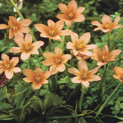Image de Homeria orange  Moraea Flaccida 10 bulbes à fleurs