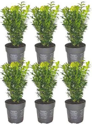 Image de Buis (Buxus sempervirens), plante de haie à feuilles persistantes, lot de 6
