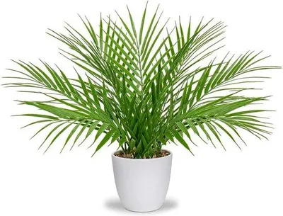 Productafbeelding van Kunststof palm in pot, moderne decoratie, geschikt voor woonkamer, balkon, slaapkamer, badkamer, als tafeldecoratie, wit
