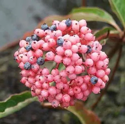 Produktbild von Schneeball Pink Beauty - Viburnum nudum Pink Beauty - 25-30cm
