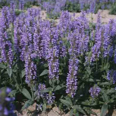 Produktbild von 6 x Geaderte Katzen-Minze - Nepeta nervosa  | Topf 9cm x 9cm