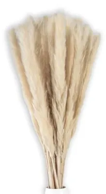 Zdjęcie produktu dla Trawa pampasowa biała 45 cm suszona 30 sztuk boho do wazonu