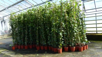 Produktbild von 8 Stück Efeu Pflanze Hedera helix 180 - 200 cm Pyramide Säule winterhart Kletterpflanze Hecke Sichtschutz blickdicht