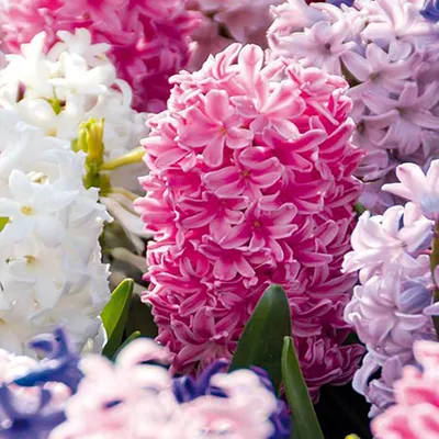 Produktbild von Bloomique - 10er-Mix - Hyacinthus - Hyazinthe - Farbmischung - Blumenzwiebeln - Frühlingsblüte - mehrjährige Pflanzen - wird bis zu 20-25 cm groß