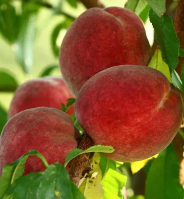 Produktbild von Pfirsichbaum ´DIXIRED´ Unterlage Rakoniewiczka, wurzelnackt