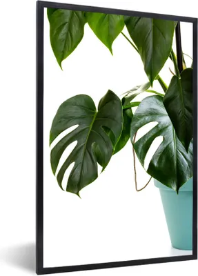 Produktbild von MuchoWow® Gerahmtes Poster Monsterpflanze im Topf 40x60 cm - Poster mit Schwarzem Bilderrahmen Wandposter Rahmen Foto Bilder - Papierdruck - Wandbilder