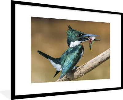 Produktbild von MuchoWow® MuchoWow® Gerahmtes Poster Vogel - Fisch - Zweig 90x60 cm - Poster mit zchwarzem Bilderrahmen - Wanddekoration - Fotos