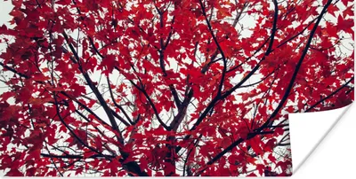 Produktbild von MuchoWow® Poster Ahorn - Blätter - Herbst - Natur 120x60 cm - Bild