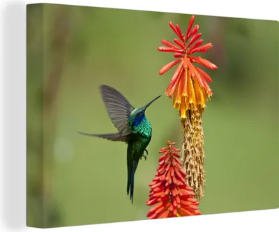 Produktbild von MuchoWow® - Leinwandbilder - Vogel - Kolibri - Blumen, Wandbild, Wanddeko Bilder Wohnzimmer, 90x60 cm
