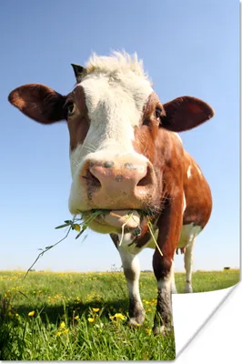 Produktbild von MuchoWow® Poster Kuh - Tiere - Blumen - Gras 80x120 cm - Papierdruck