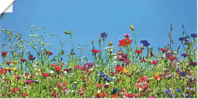 Produktbild von ARTland Poster Blumenwiese II Größe: 60x30 cm