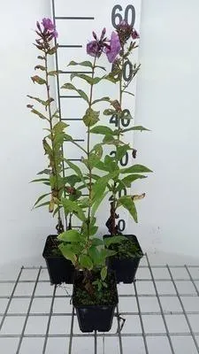 Obrázek produktu pro 6 x Phlox (p) 'Mies Copijn' - Flammenblume - Topf 9 x 9 cm