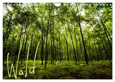 Produktbild von Wald (Wandkalender 2027 DIN A4 quer), CALVENDO Monatskalender