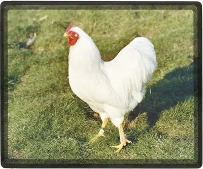 Produktbild von Mousepad Mauspad - Huhn weiß - 22696 Gr. 24 x 20 cm