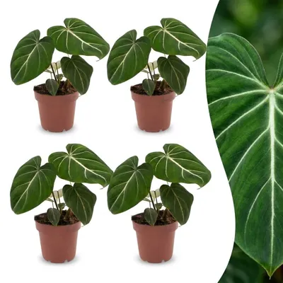 Zdjęcie produktu dla Filodendron Gloriosum – Filodendron Gloriosum – 4 rośliny - 25cm - Ø12cm