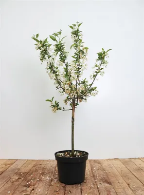 Produktbild von Malus 'Tina', Zierapfel, kompakt, 40–60 cm