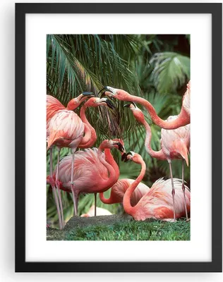 Produktbild von Gerahmtes Poster - Schwarzer Rahmen - Palmen Herde Flamingos - 30x40 cm - Wand Bild - Wanddeko - Wandbilder - Kunstposter - Wandposter - Bilderrahmen - Bilder - Kunstdruck - P2BPA30x40-4804