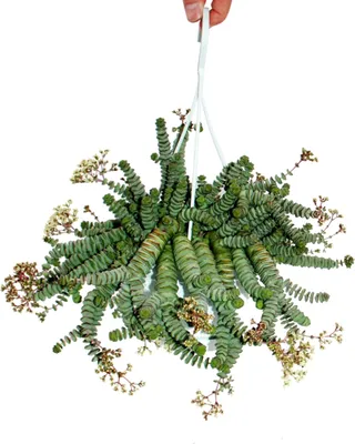 Image de Crassula "Hottentot" 14cm, Crassula rupestris marnieriana, lampe suspendue