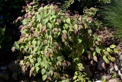 Produktbild von Corylopsis spicata, Duft-Heckenkirsche, gelb, 60–80 cm