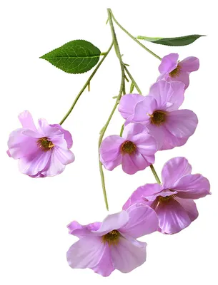 Produktbild von Künstliche Schmetterlingsorchidee mit 6 Blütenköpfen, Seidenblumenzweig mit Stiel für Hochzeiten, Zuhause, Büro, Partys und Hoteldekoration
