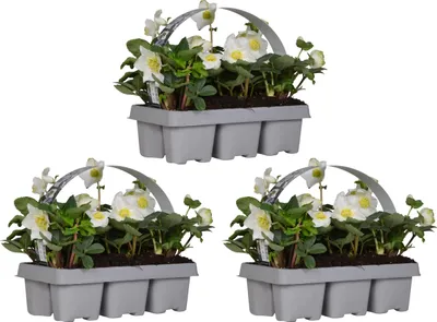 Produktbild von Bloomique - 18er Set - Helleborus Niger - Christrose - Schneerose - Pflanzen Echt - Winterblüher - Höhe 15-20 cm - Topf 9 cm