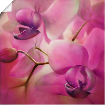 Produktbild von ARTland Poster Orchideen pink Größe: 30x30 cm