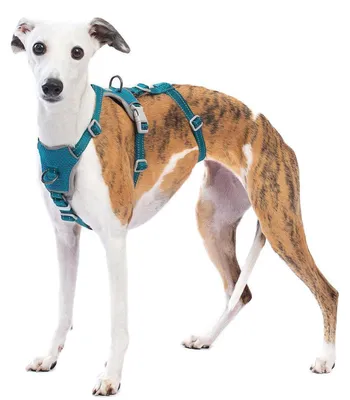 Immagine prodotto di Imbracatura di sicurezza per cani, antiscappamento, riflettente, regolabile, blu, taglia M