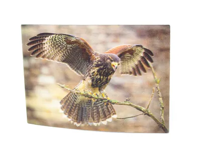 Produktbild von 3 D Ansichtskarte Wüstenbussard, Postkarte Wackelkarte Hologrammkarte Tiere Tier Vogel Greifvogel