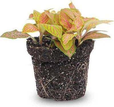 Obrázok produktu pre Fittonia Ruby Lime - mozaiková rastlina - tropická izbová rastlina s