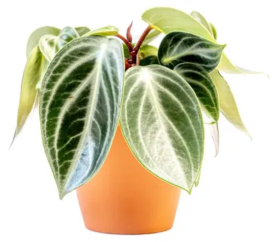 Obrázek produktu pro Gardners Peperomia Sarcophylla, průměr 15 cm